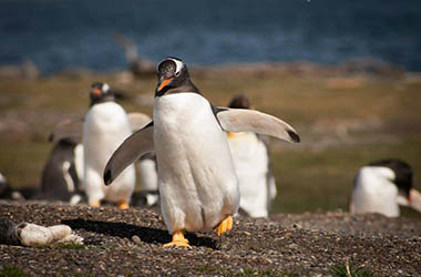 Estancia Harberton y Caminata con Pinguinos